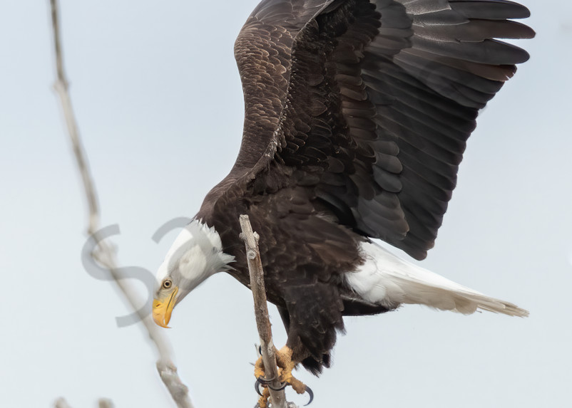 Bald Eagle Landing On Tree Branch Photography Art | Barb Gonzalez Photography
