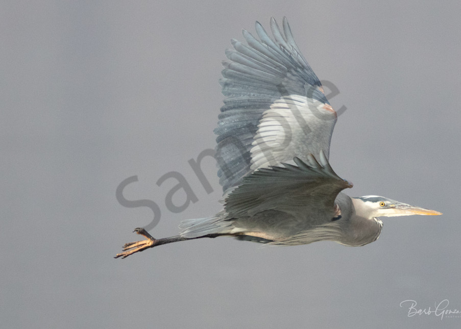Great Blue Heron In Flight Photography Art | Barb Gonzalez Photography