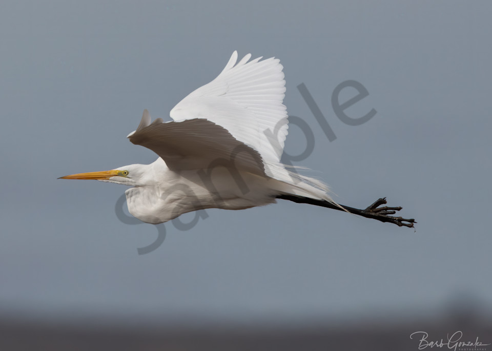 White Egret In Flight  Photography Art | Barb Gonzalez Photography