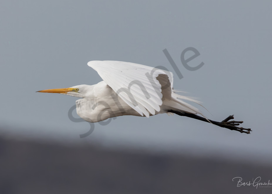 Soaring close up of white egret in flight photo for sale by Barb Gonzalez Photography.
