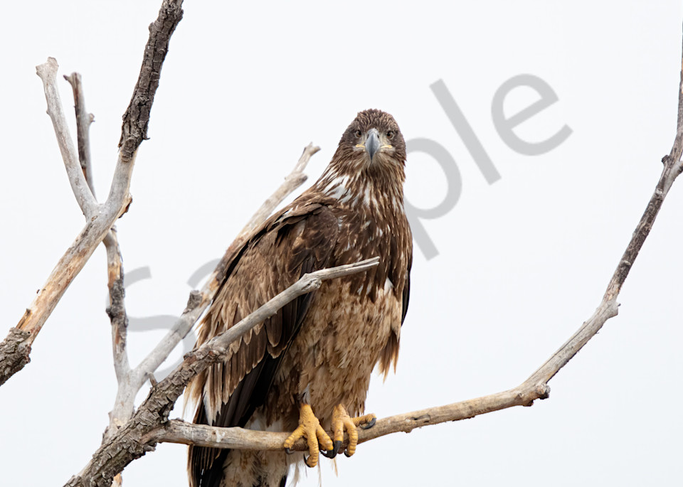 Juvenile Bald Eagle In Tree Photography Art | Barb Gonzalez Photography