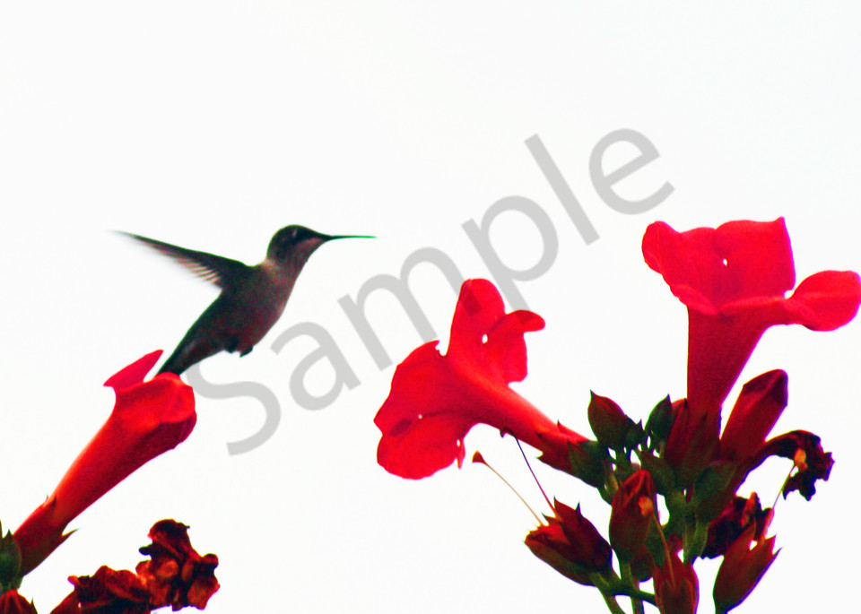 Hummingbird With Flowers Art | ARTHOUSEarts