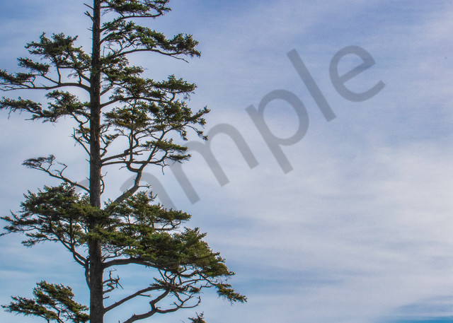 Haystack Rock, Cannon Beach, beach, ocean, Oregon, pacific, tree