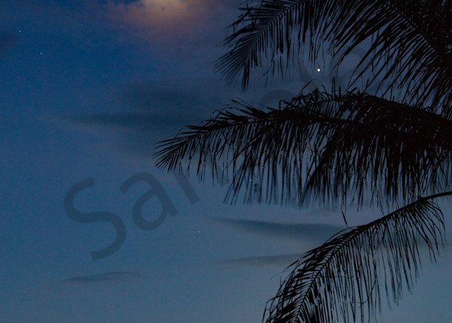 moon, palm tree, stars