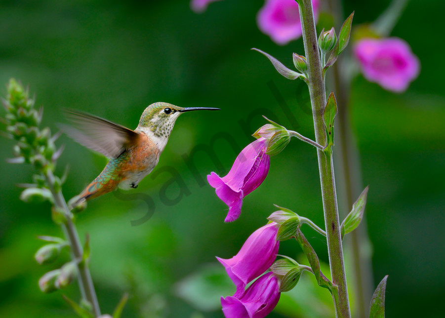 Immature or female Rufous Hummingbird (Selasphorus rufus) feeding on foxglove flowers, Pacific Northwest.  June.  This is the real thing not some setup.  This photo was taken in Olympic National Forest where foxglove is very common in logged over ar