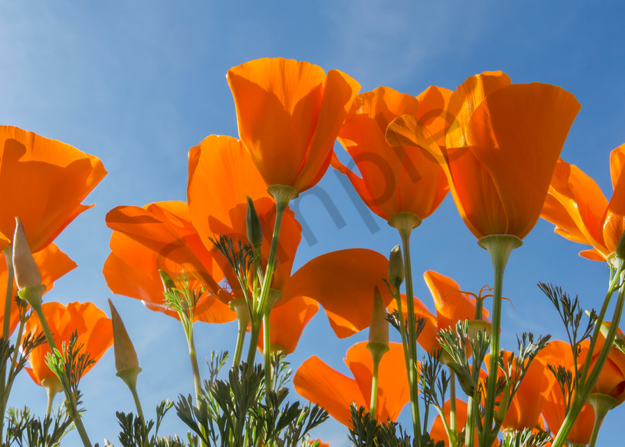 California poppies near the Antelope Valley California Poppy Reserve.  March.