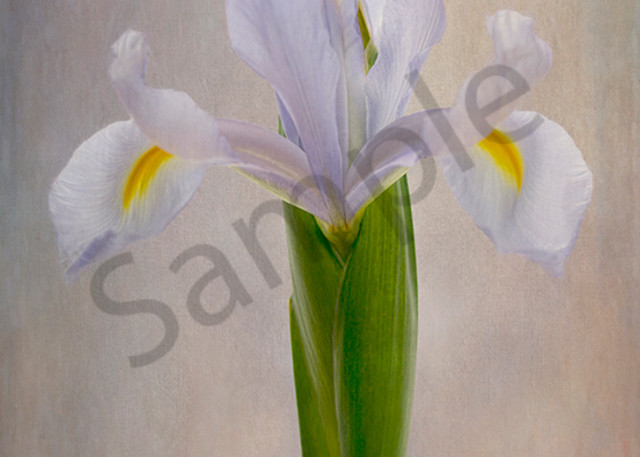 Blue Iris Art | Cincy Artwork