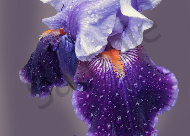 Violet Iris After The Rain Art | Cincy Artwork