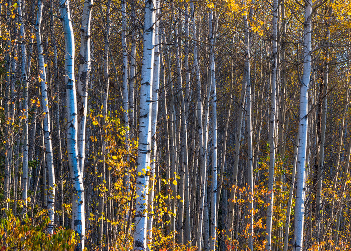 Colours Of Fall Art | Andrew Collett Photography