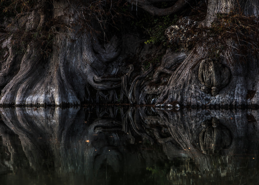 science fiction looking Cypress trees along the Guadalupe River