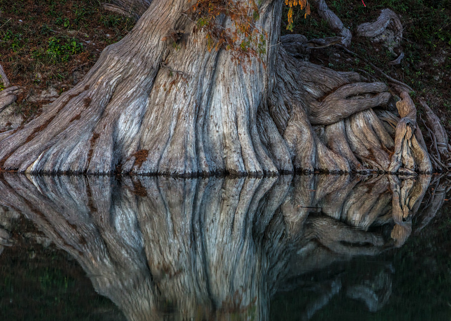 Cypress trees,  Guadalupe River,Texas Hill country, reflection