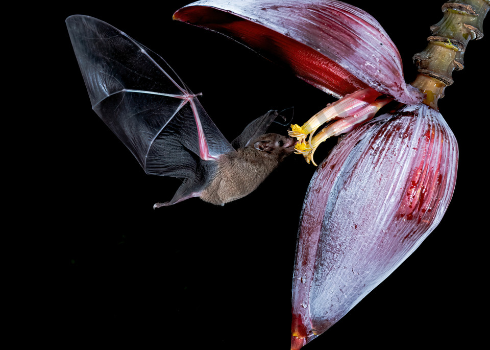 Nectar Bat Photography Art | Feather Flare Photography