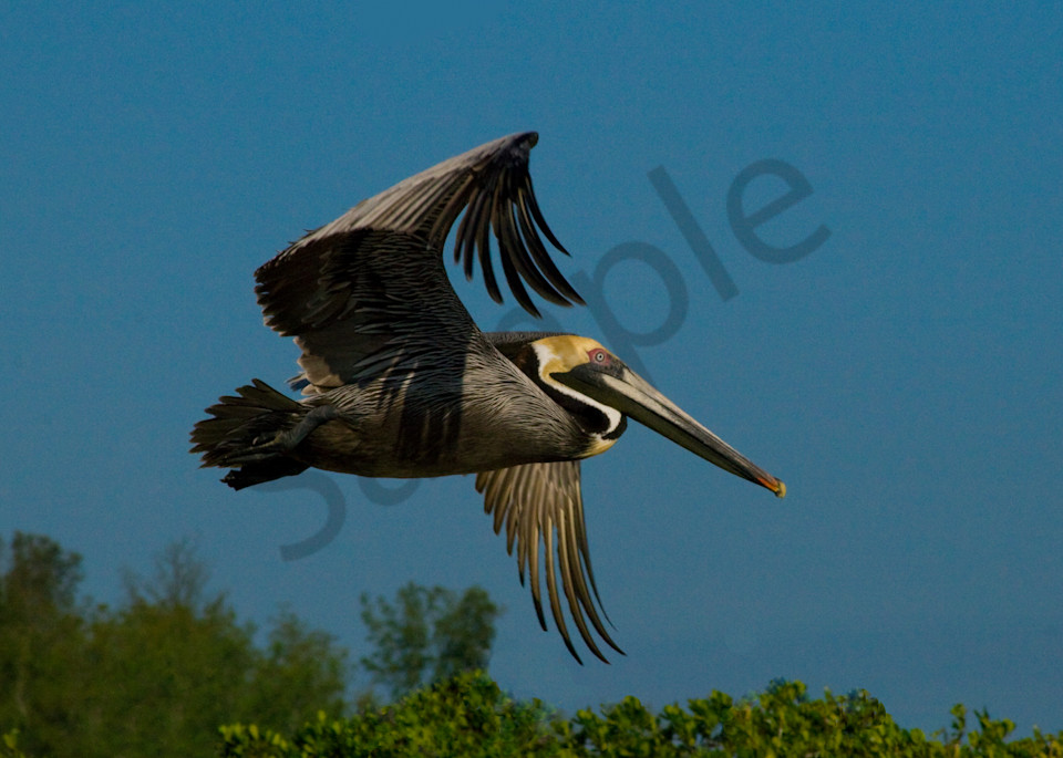 Pelican In Flight Photography Art | It's Your World - Enjoy!