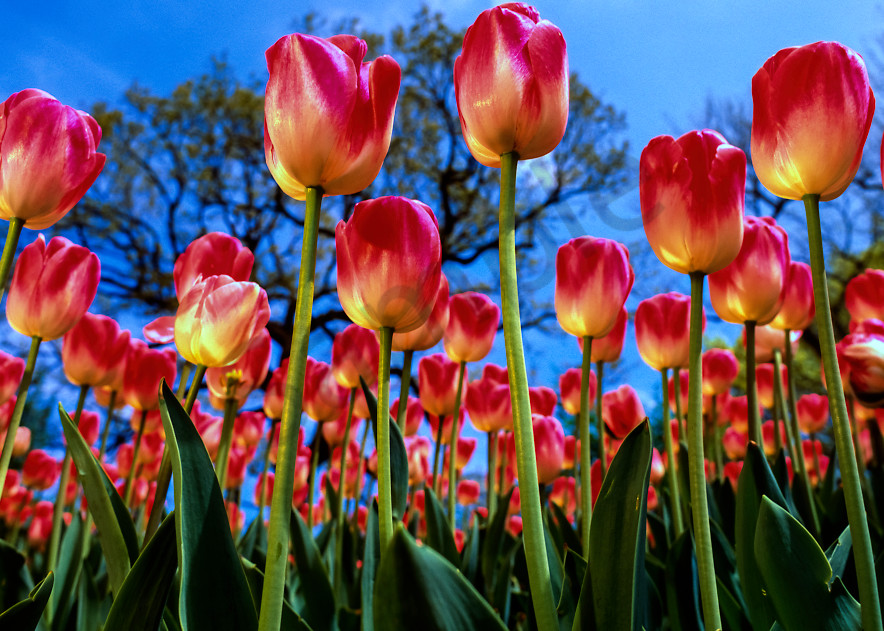 Low-angle view of red/yellow tulips