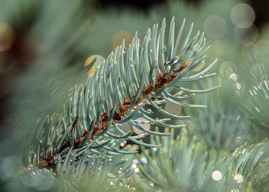 Small pine needle branch