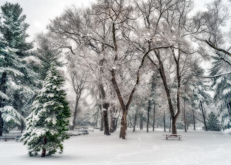 Snow-covered trees in Central Park