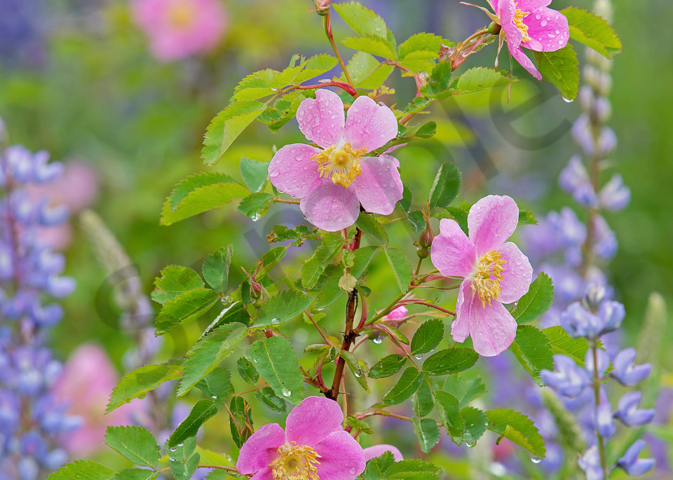 Woods' Rose or Western Wild Rose (Rosa woodsii) and lupine in ponderosa pine forest.  NE Washington, June.