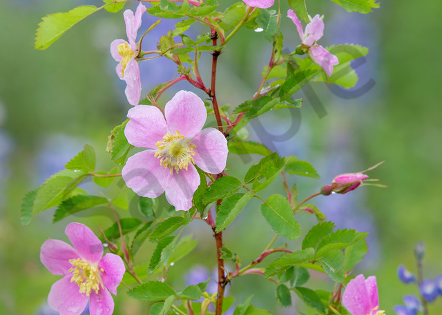 Woods' Rose or Western Wild Rose