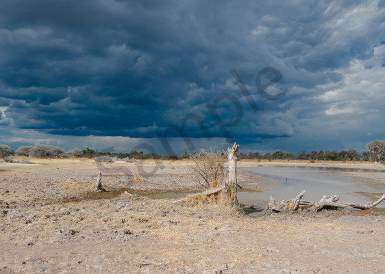 Savuti Gathering Storm Photography Art | Tolowa Gallery