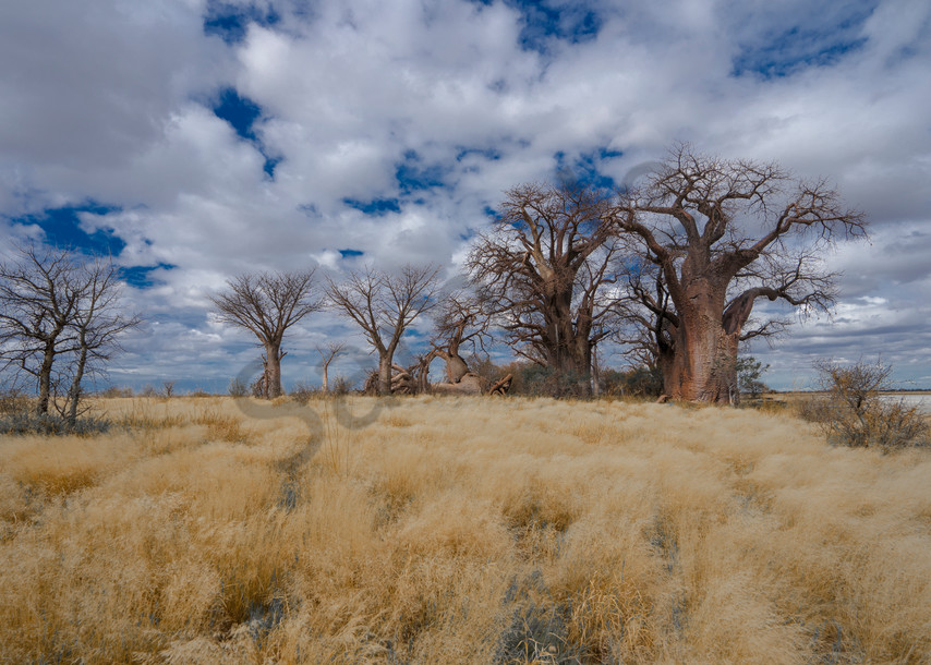 Baines Baobabs. The Royal Trees. Photography Art | Tolowa Gallery
