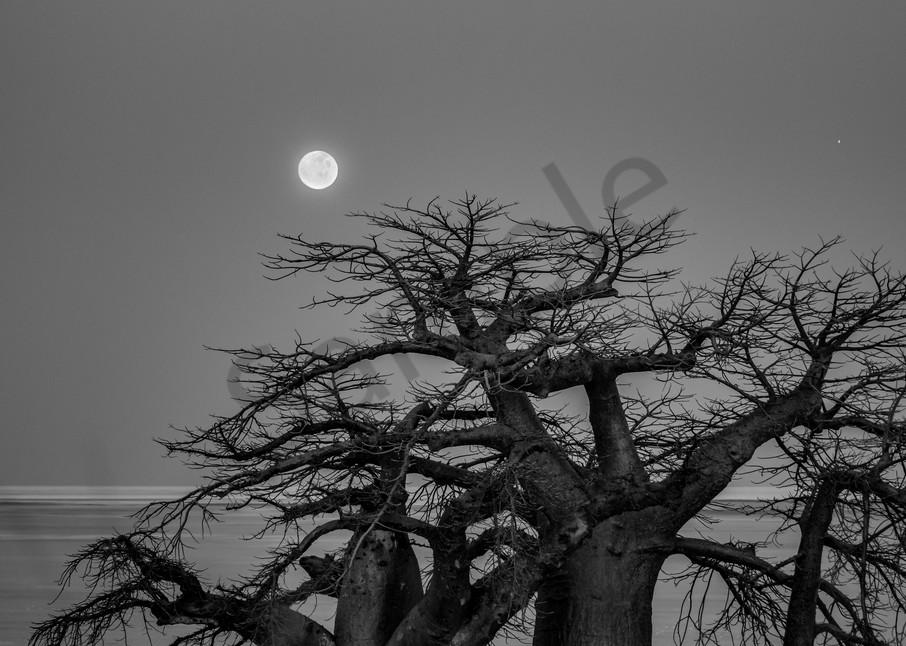 Luna Rise, Lekhubu Island, Kalahari Bw Photography Art | Tolowa Gallery