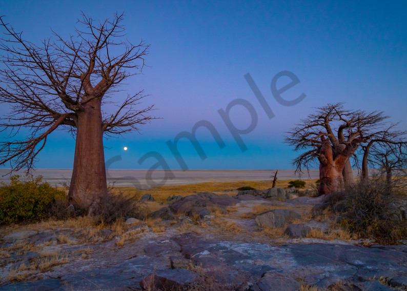 Moon bathes the Baobabs