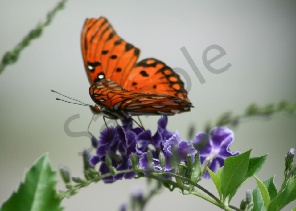 Monarch Butterfly Photography Art | It's Your World - Enjoy!