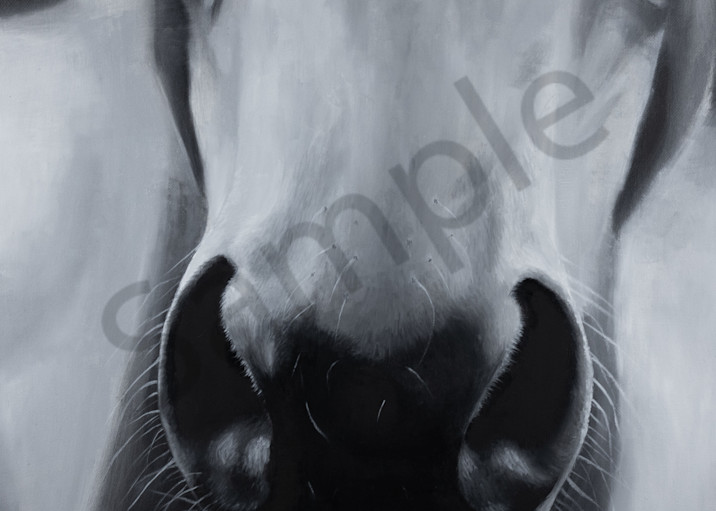 Horse, whiskers, animals, farm animals, horse nose, horse art, gray, grey, grayscale, black, white