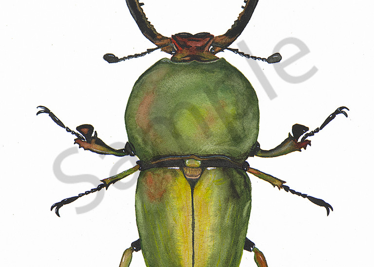 Beetle 2 Art | Cincy Artwork