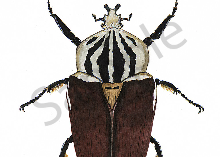 Beetle 6 Art | Cincy Artwork