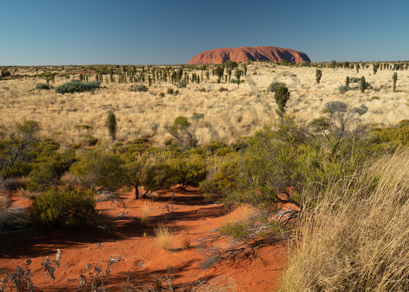 Uluru Photography Art | Tolowa Gallery