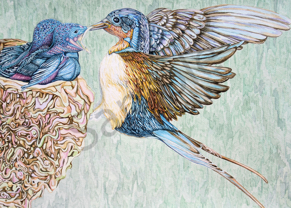Barn Swallows watercolor bird portrait from Judy Boyd Watercolors