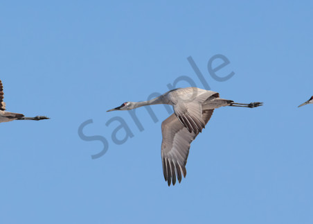 Sandhill Crane Flight   Wide Photography Art | Barb Gonzalez Photography