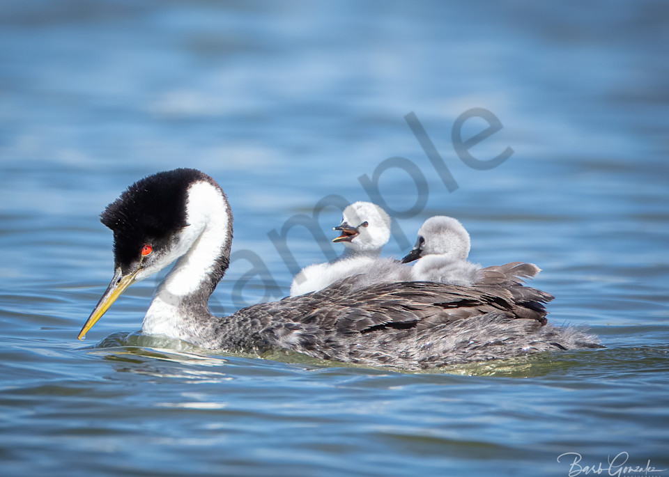 Baby Grebe chicks-Grebettes on Mom's back photo for sale by Barb Gonzalez Photography