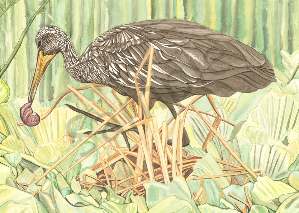 Fine art reproduction of "Limpkin," an original painting from Judy Boyd Watercolors.