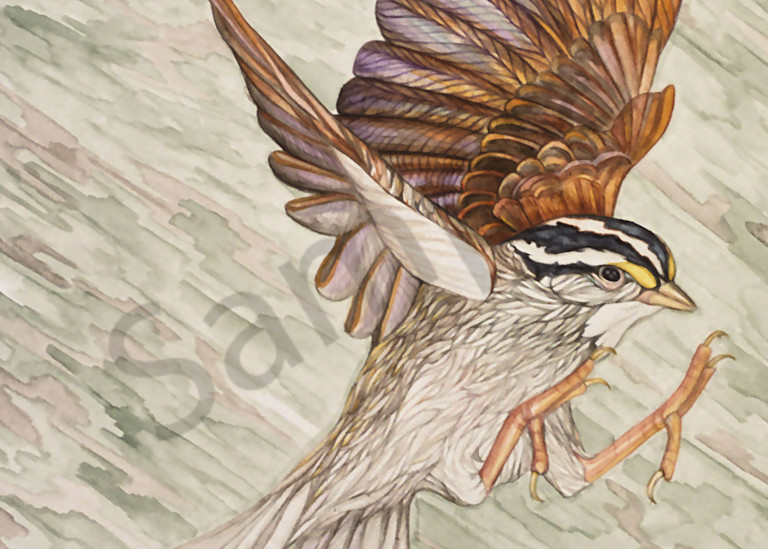 White-crowned Sparrow: reproduction of original painting by Judy Boyd
