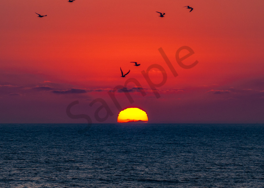 Sunset Ocean bird silhouettes