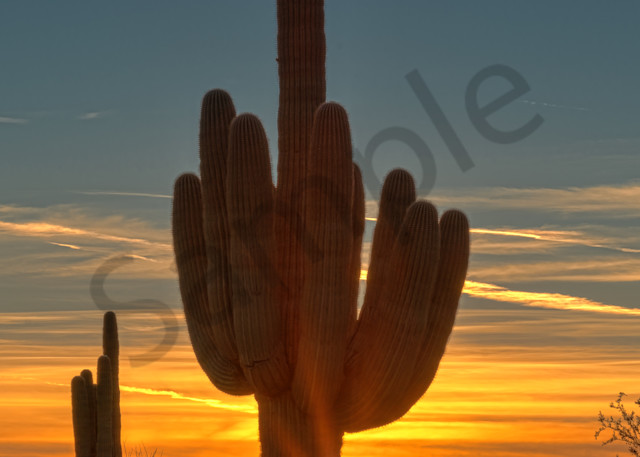 Sonora Saguaro Sunset