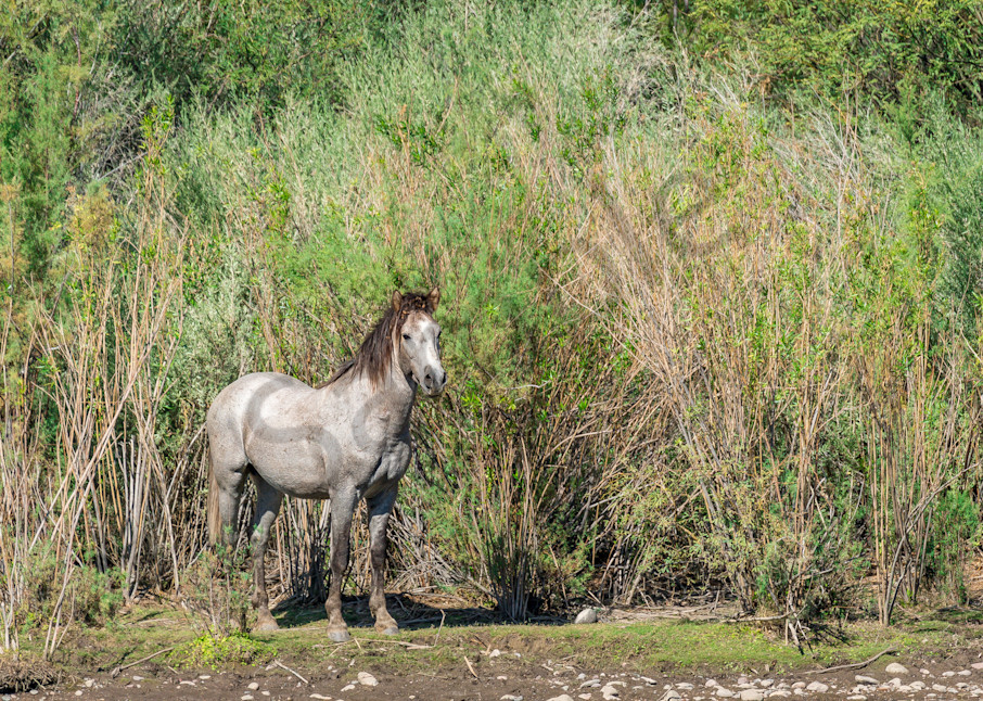Lancelot grey roan Salt River stallion