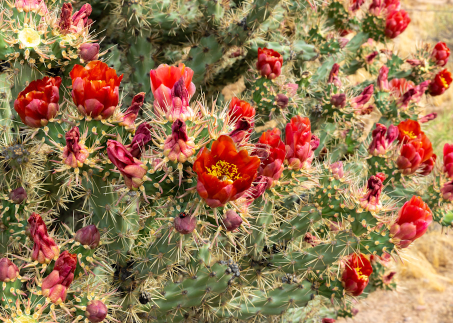 Red cholla cactus flowers
