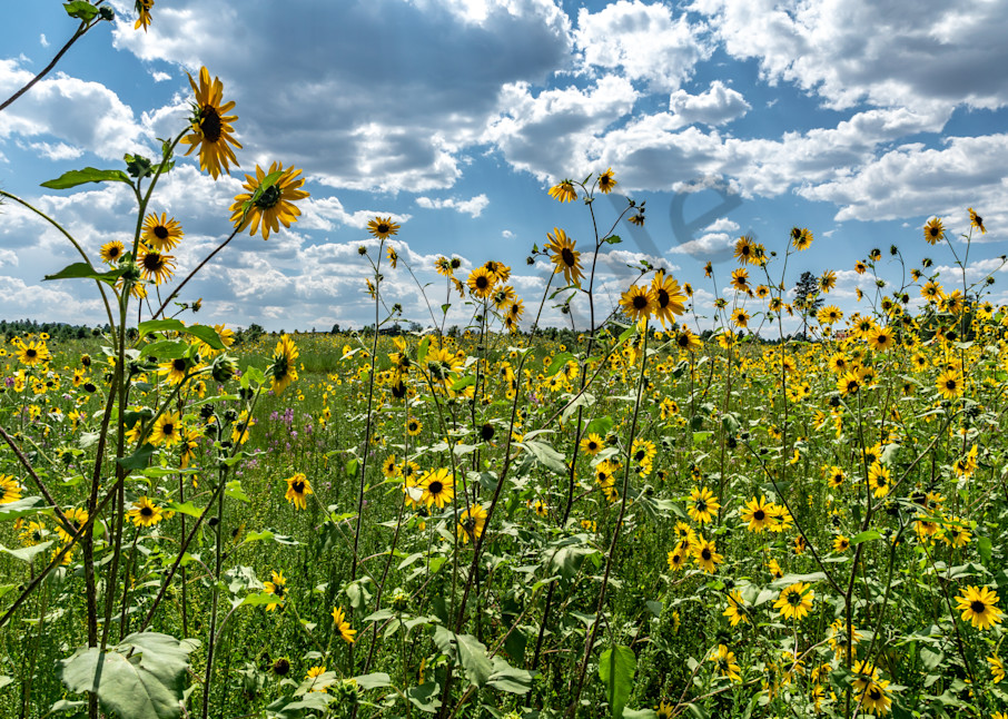 Field of sunflowers in Flagstaff Arizona