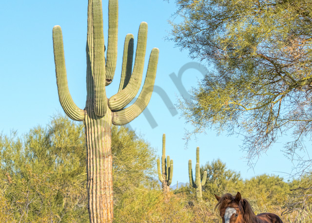 Desert Stallion and giant saguaro