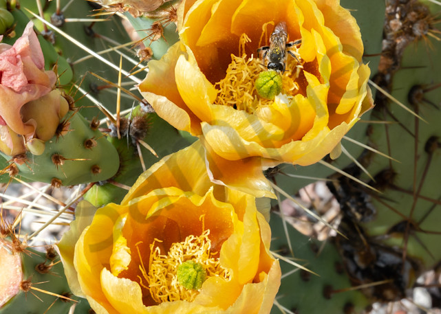 Prickly Pear Blossoms 02