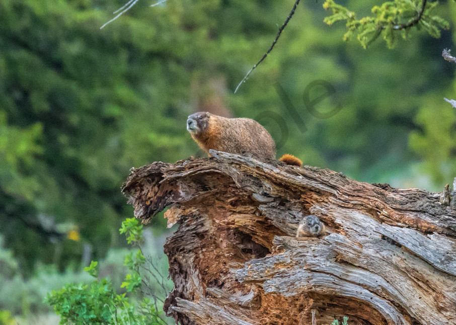 Mother Marmot and Pup