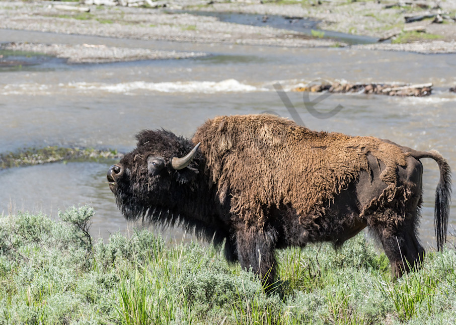 Bison Bull at Yellowstone National Park