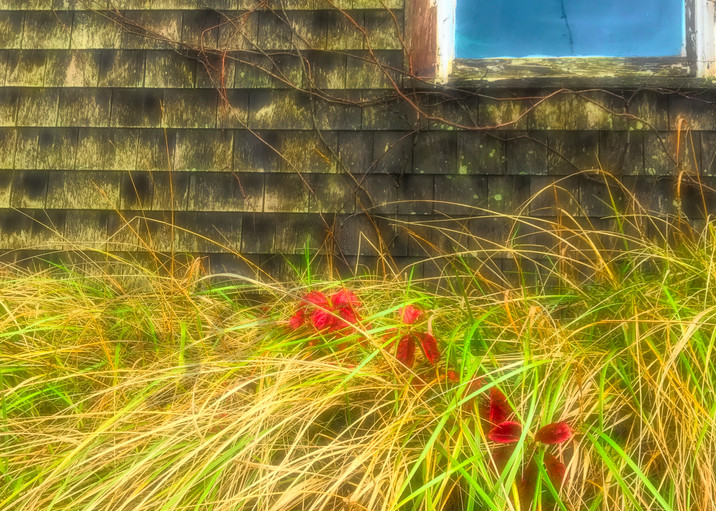 Window Vines and Grass|Fine art photography by Todd Breitling|ToddBreitlingArt.com