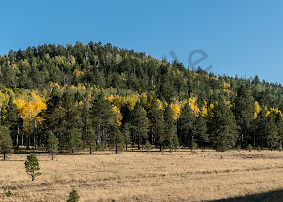 Autumn Gold Fall Colors Pines Panorama