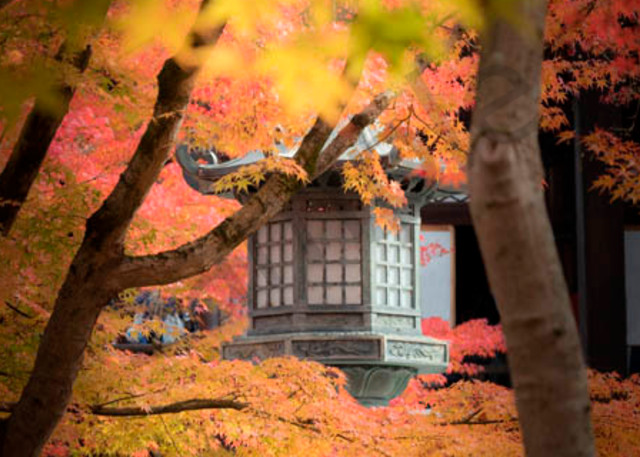 Fine art photograph of a Japanese Shinto shrine stone lantern shrouded by the autumn leaves by Ivy Ho.