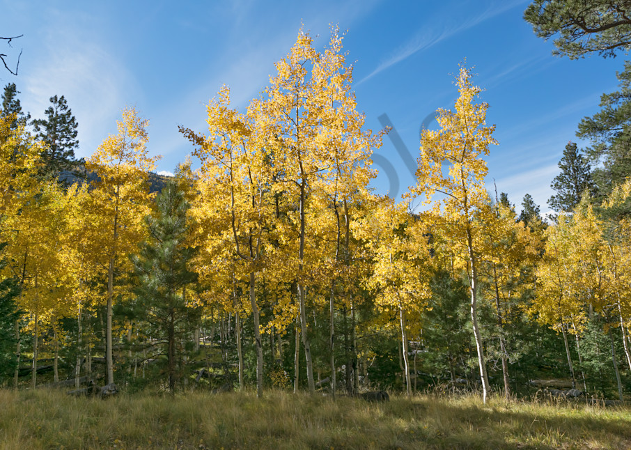 Golden forest fall colors northern Arizona