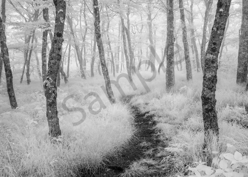 Rambling through Forest Fog II Photograph